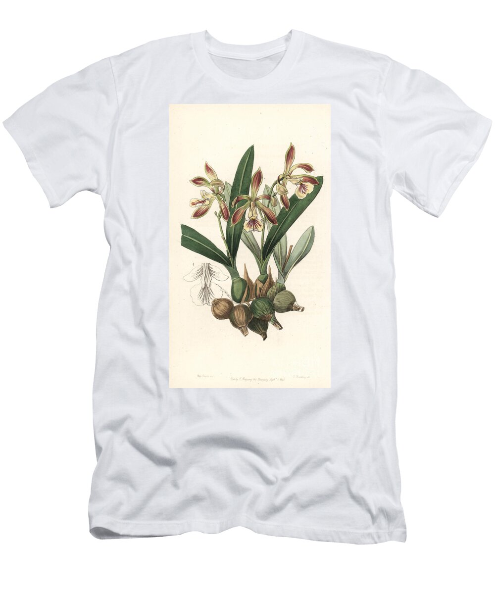 Pear Shaped Encyclia Orchid Encycloa Pyriformis Pear Shaped Epidendrum Epidendrum Pyriforme European School T-Shirt