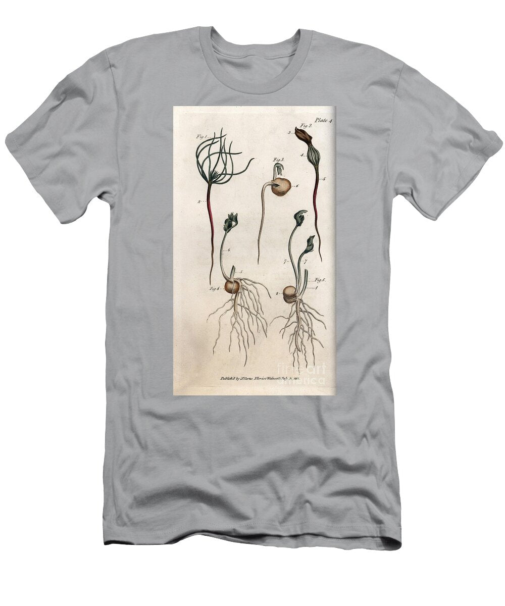Peas Leguminous Seed Has Different Germination Stages Sydenham Teast Edwards T-Shirt