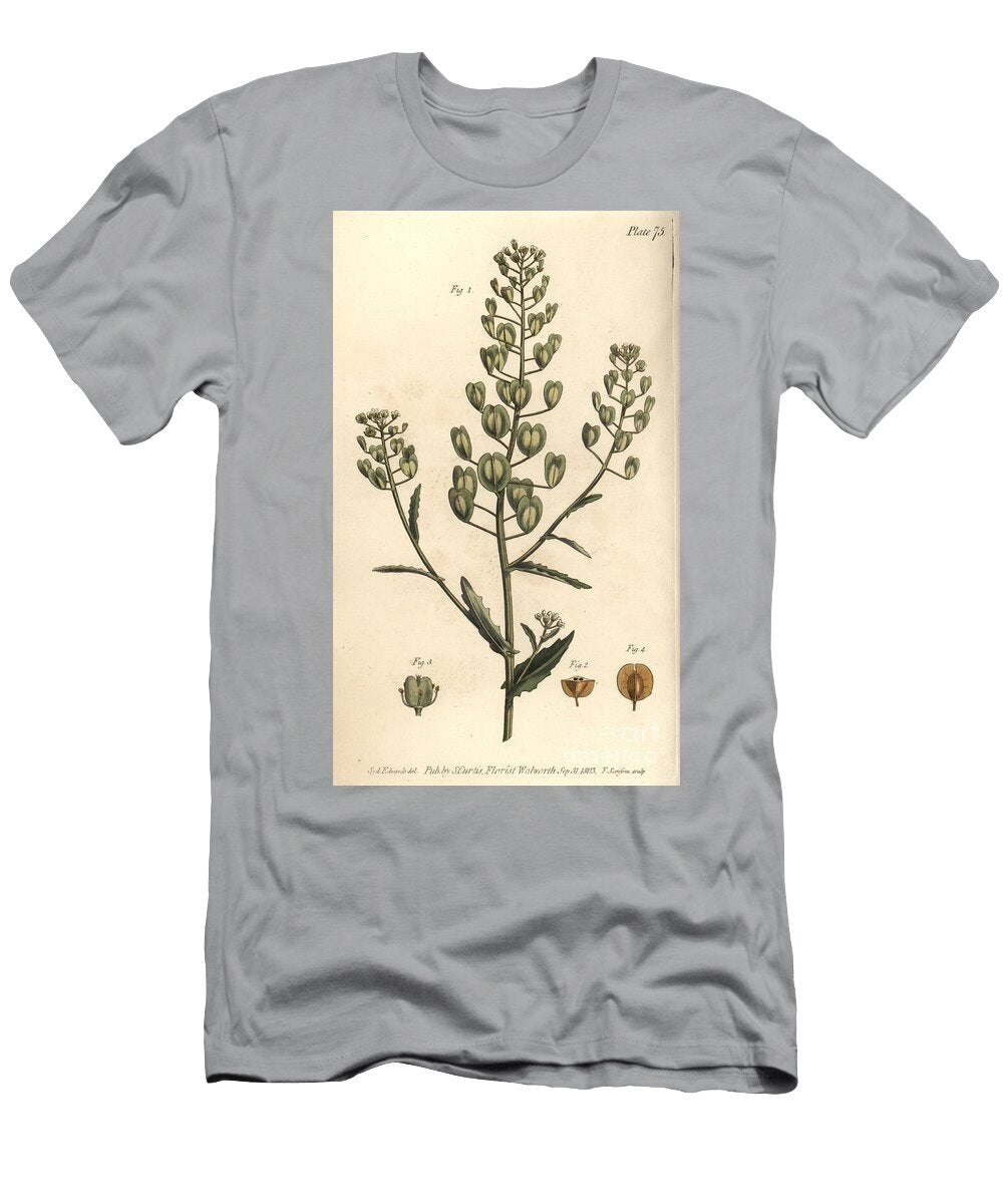 Pennycress Thlaspi Arvense Siliculosa Sydenham Teast Edwards T-Shirt