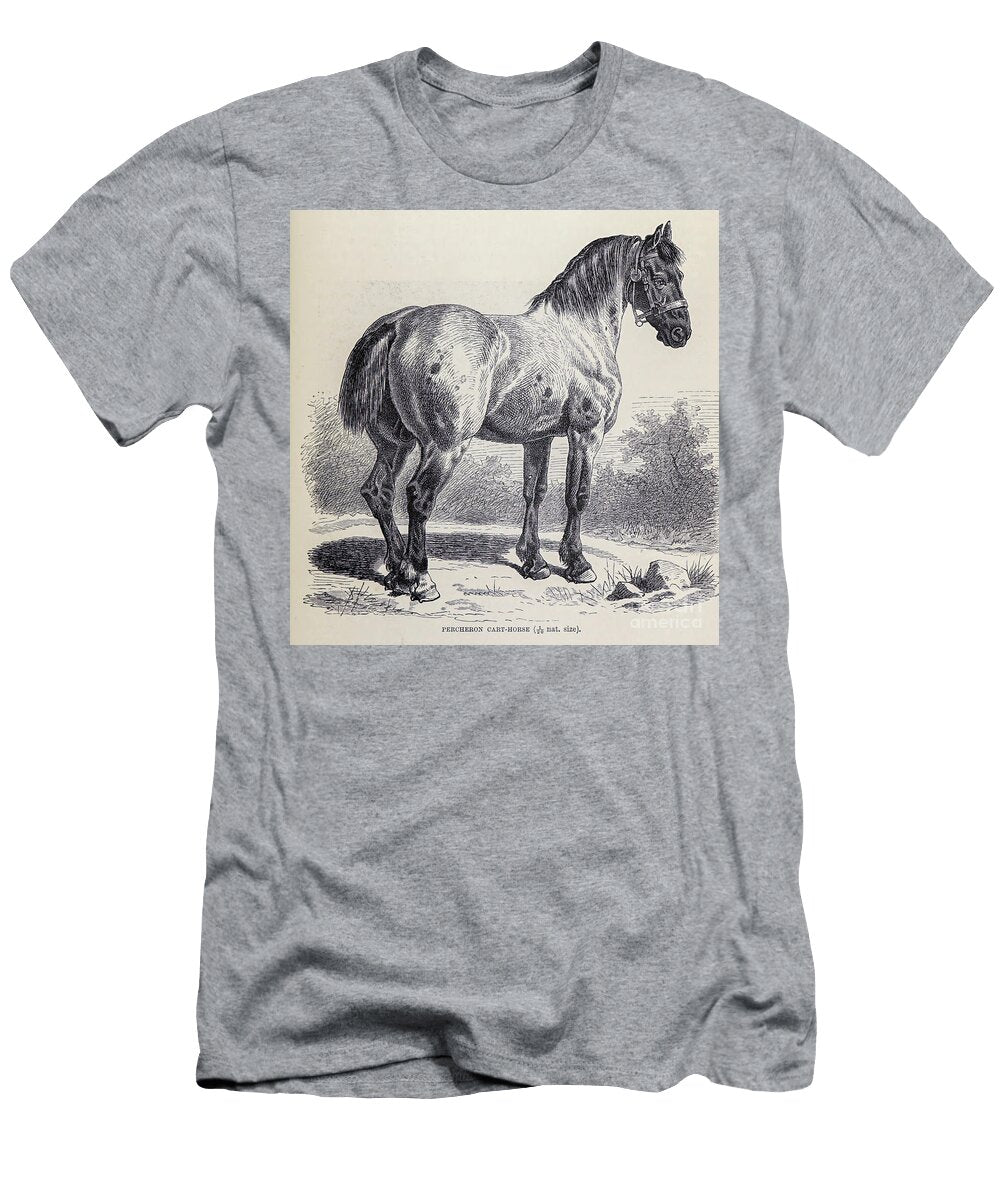 Percheron Cart Horse M4 Historic Illustrations T-Shirt