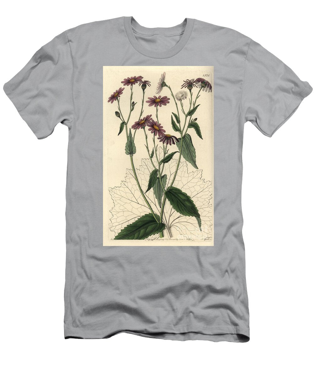 Pericallis Tussilaginis Coltsfoot Leaved Groundsel Senecio Tussilaginis Sydenham Teast Edwards T-Shirt