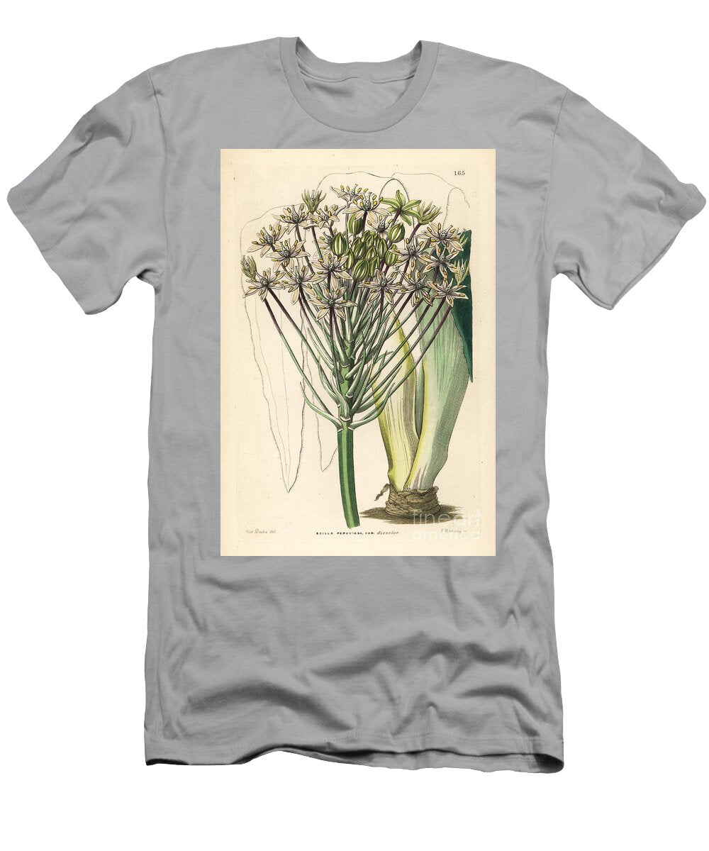 Perou Hyacinth Portuguese Squill Scilla Peruviana Dingy Flowered Peruvian Squill Scilla Peruviana Var European School T-Shirt