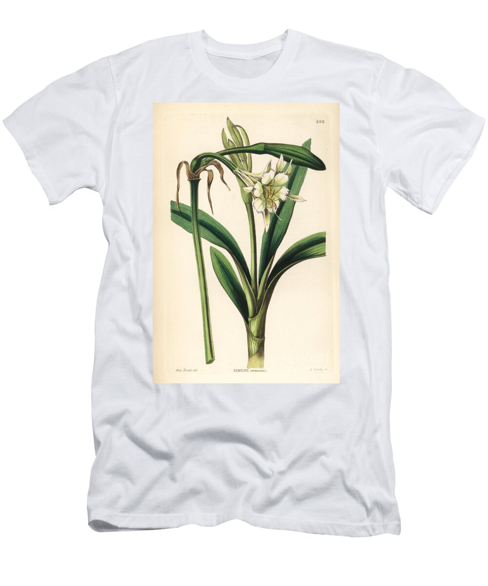 Pervuvian Daffodil Ismene Pedunculata Greenish Flowered Ismene Ismene Virescens European School T-Shirt