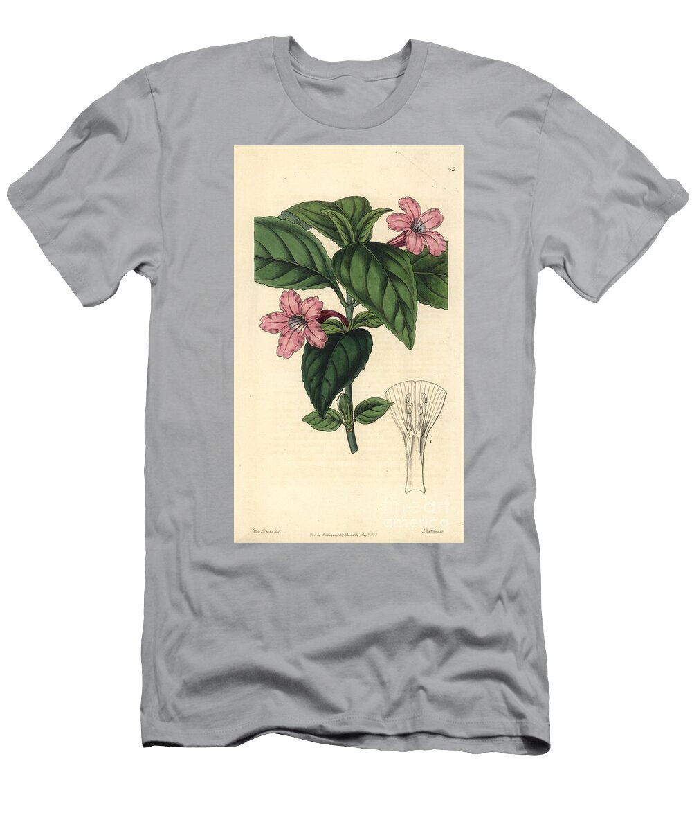 Petunia Variete Lilac Flowered Ruellia Ruellia Lilacina European School T-Shirt