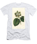 Philibertia Campanulata Bell Shaped Sarcostem Sarcostemma Campanulata European School T-Shirt
