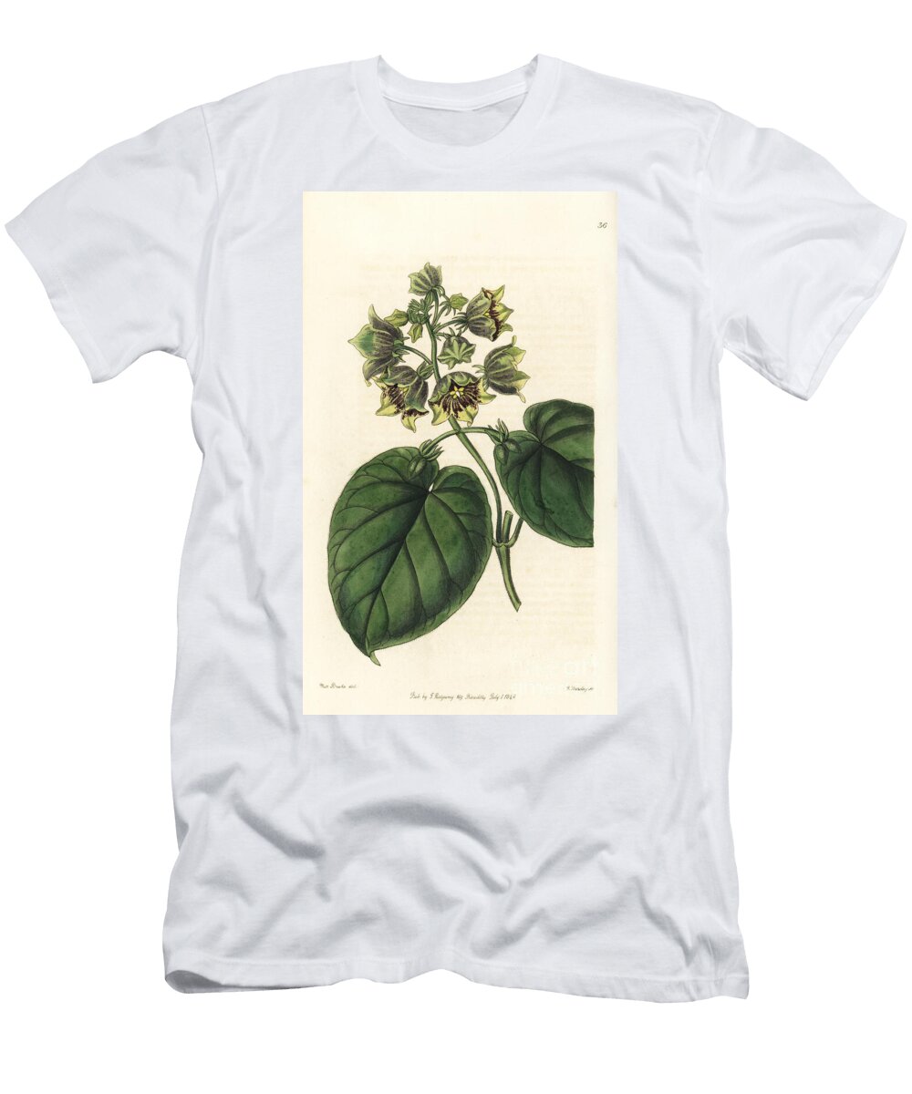 Philibertia Campanulata Bell Shaped Sarcostem Sarcostemma Campanulata European School T-Shirt