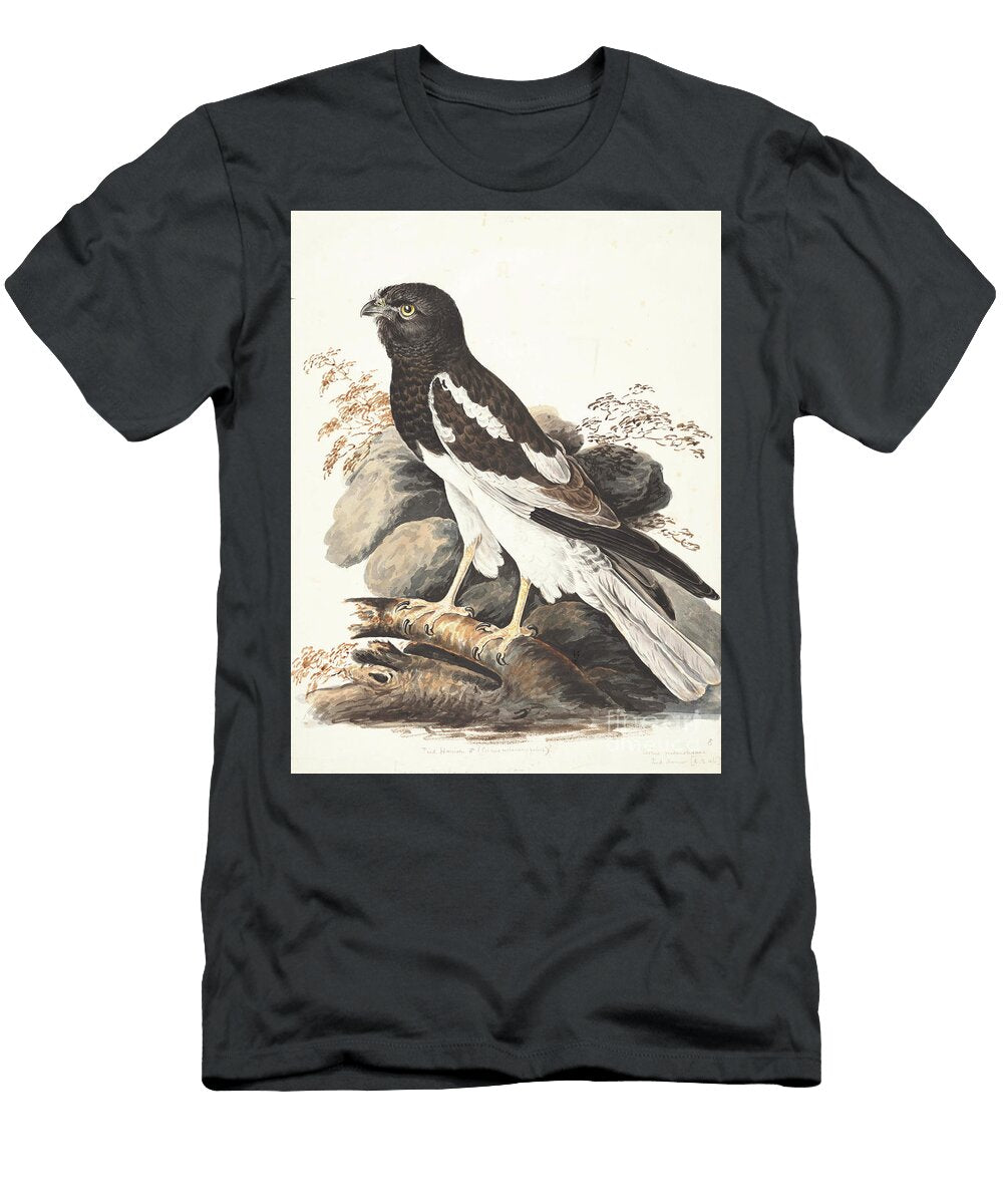 Pied Harrier Circus Melanoleucos Y1 Historic Illustrations T-Shirt
