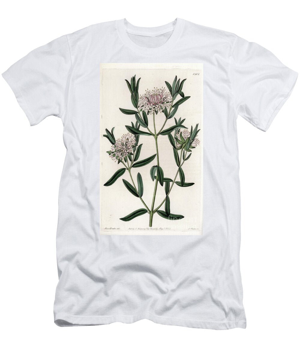 Pimelea Sylvestris Native of Australia Sydenham Teast Edwards T-Shirt