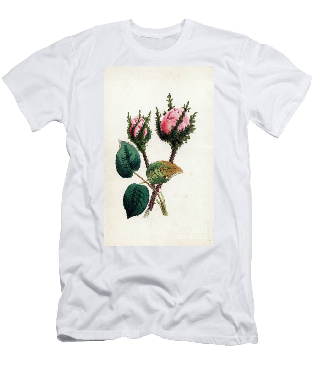 Pink Moss Rosa Muscosa European School T-Shirt