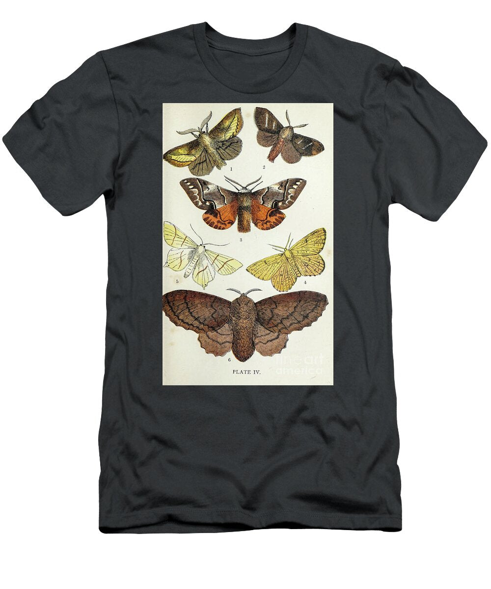 Plate Iv Common Moths of England I1 Historic Illustrations T-Shirt