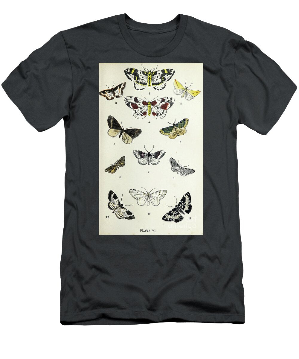 Plate Vi Common Moths of England I2 Historic Illustrations T-Shirt