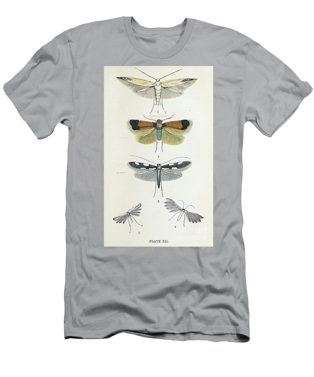 Plate Xii Common Moths of England I1 Historic Illustrations T-Shirt