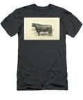 Polled Angus Bull Q1 Historic Illustrations T-Shirt
