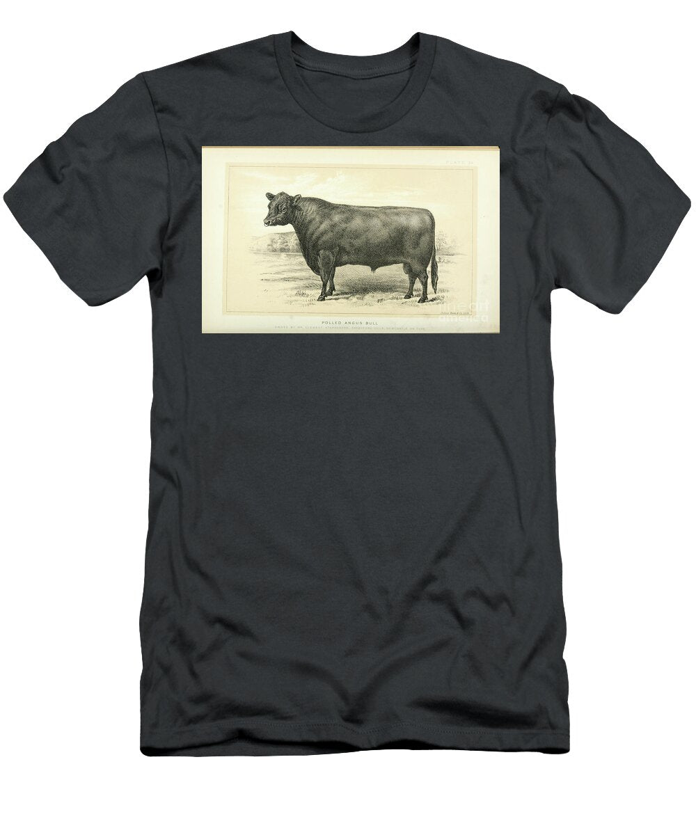 Polled Angus Bull Q1 Historic Illustrations T-Shirt