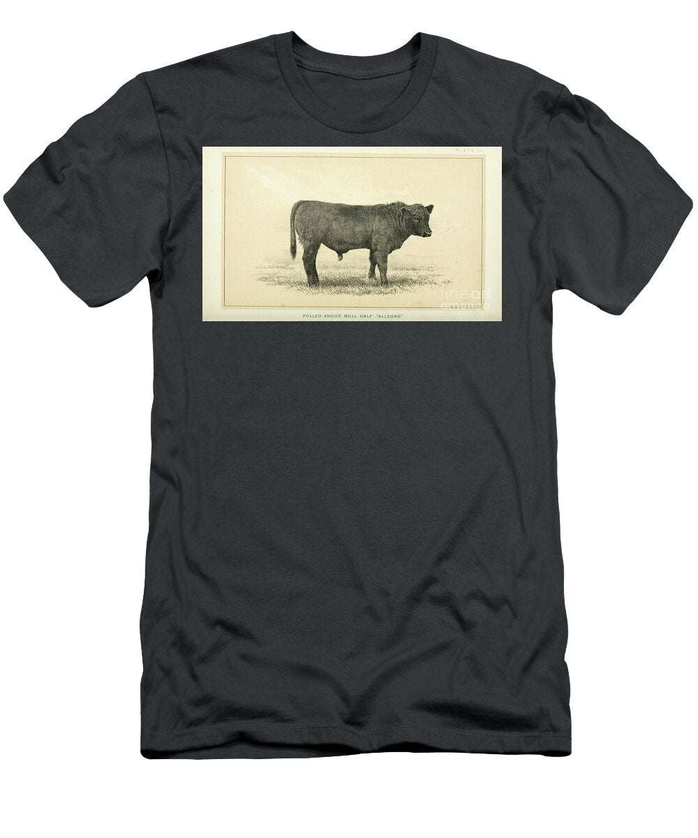 Polled Angus Cow Q1 Historic Illustrations T-Shirt