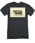 Polled Angus Cow Q2 Historic Illustrations T-Shirt