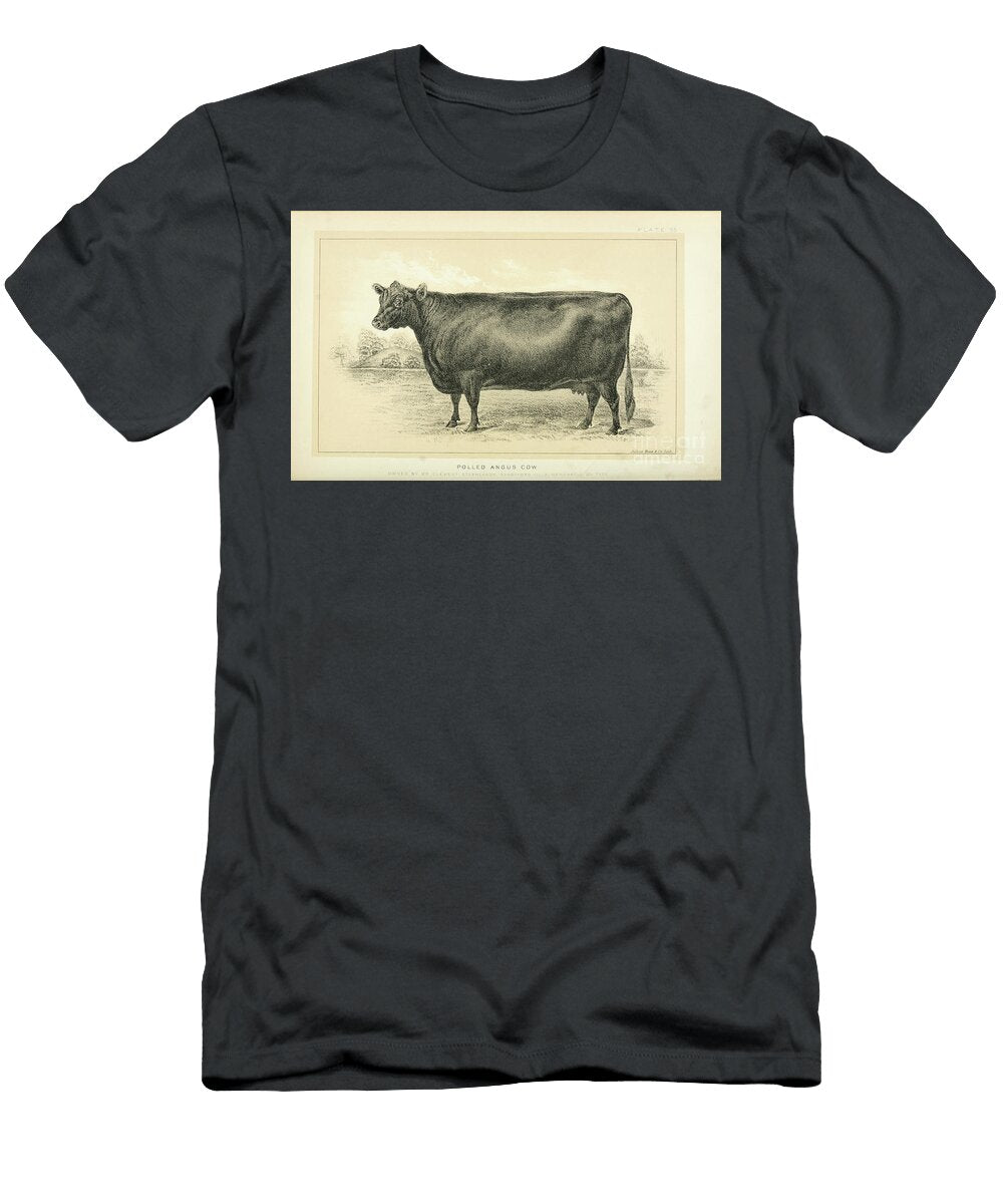Polled Angus Cow Q2 Historic Illustrations T-Shirt