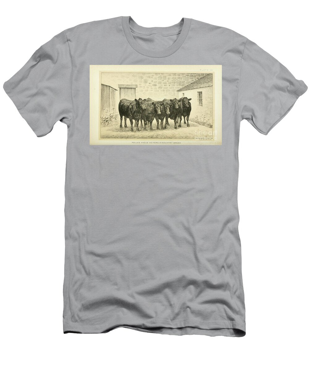 Polled Angus Cow Q3 Historic Illustrations T-Shirt