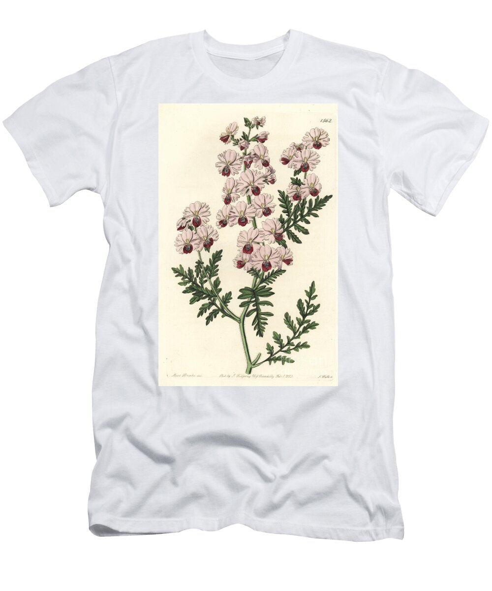 Poor Man S Orchid Pinnated Schizanthus Dwarf Variety Schizanthus Pinnatus Humilis Sydenham Teast Edwards T-Shirt