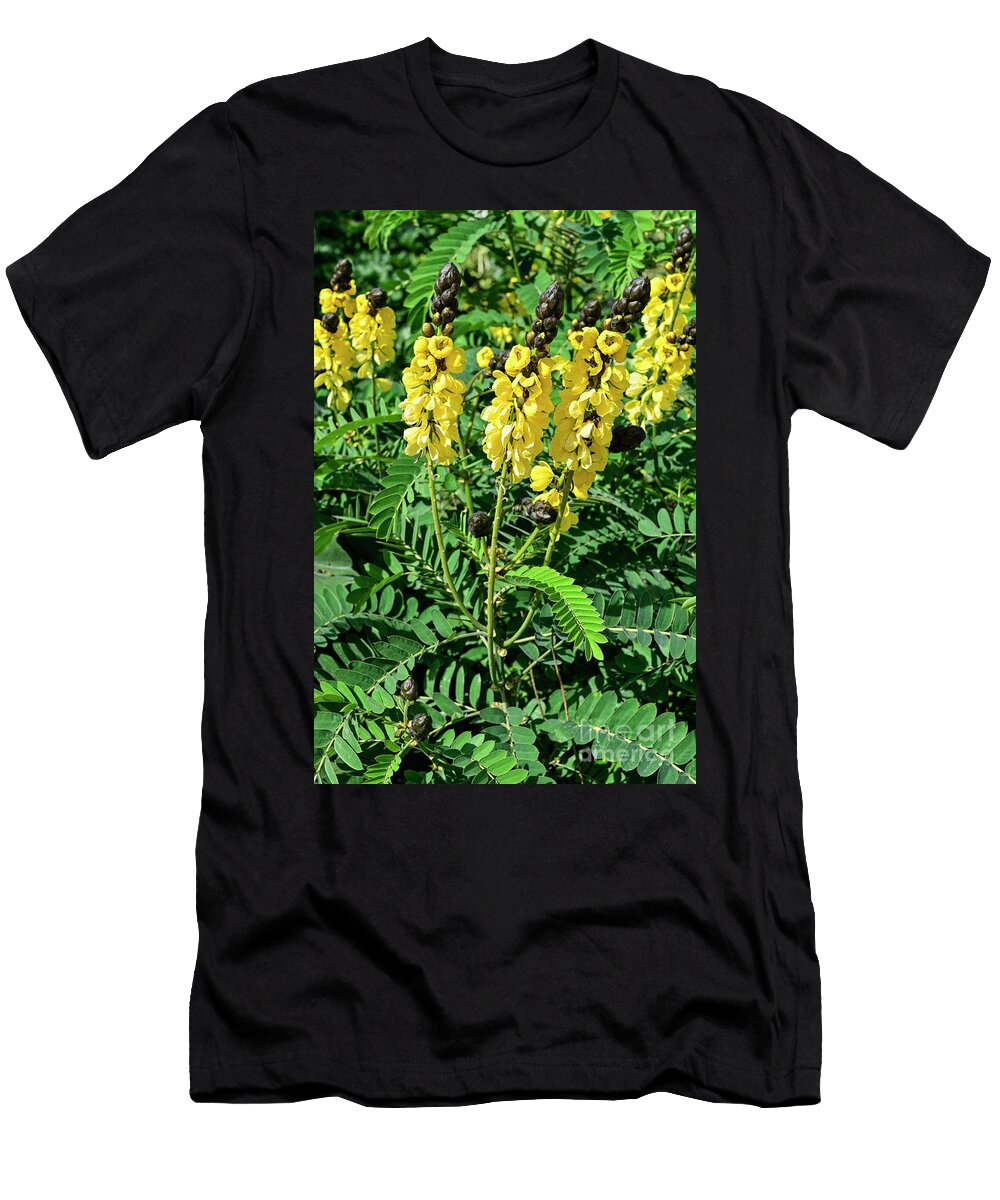 Popcorn Cassiacassia Didymobotryasenna Didymobotryasenna Didymobotrya T-Shirt