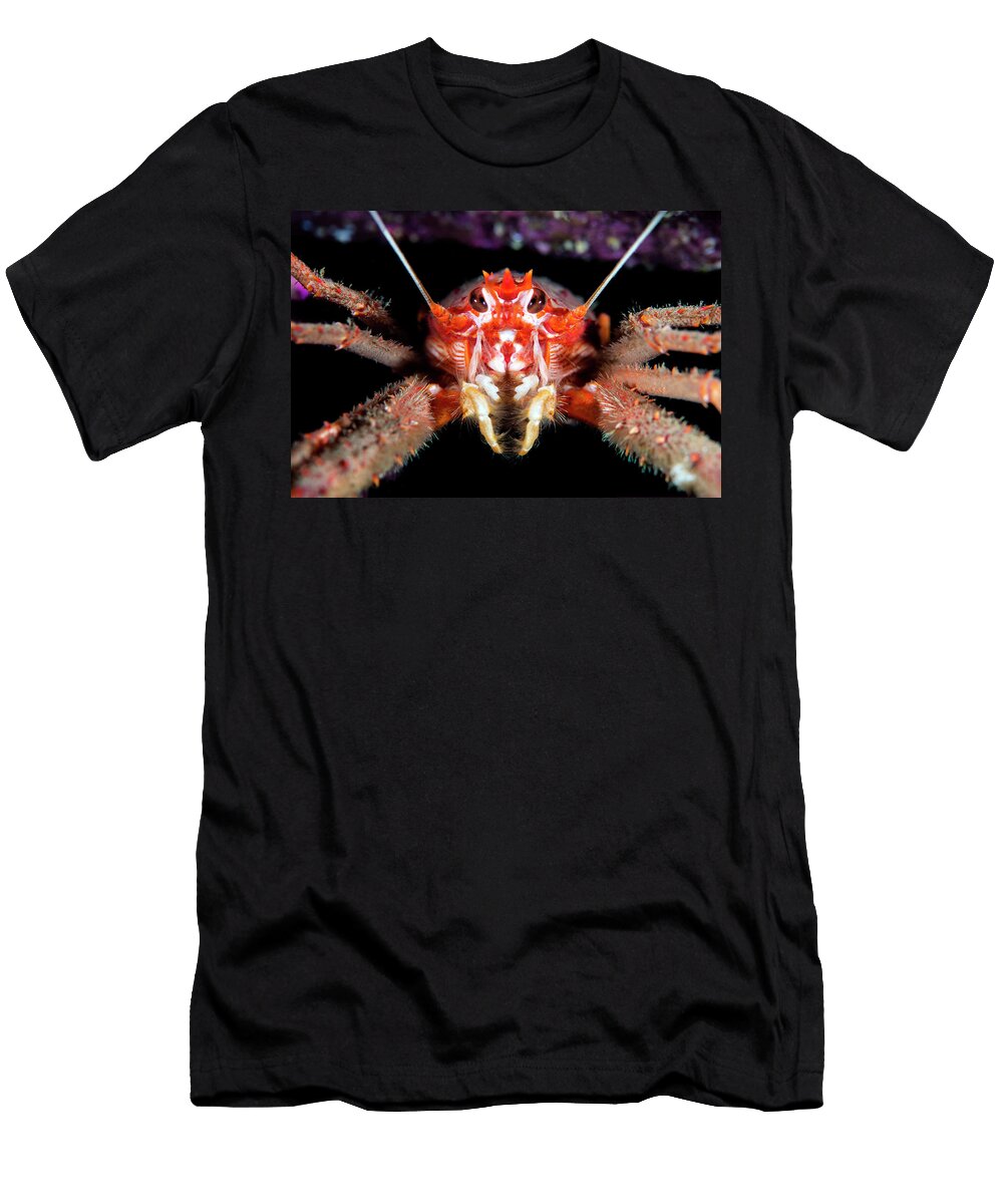 Portrait of a Long Clawed Squat Lobster Kinlochbervie Alex Mustard Natureplcom T-Shirt