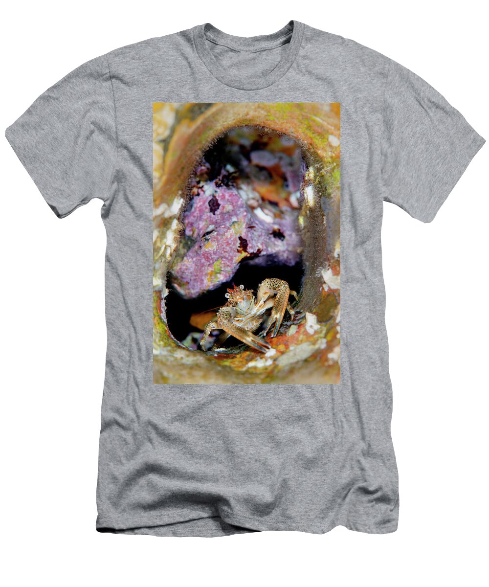 Portrait of an Olive Squat Lobster on a Chalk Reef Alex Mustard Natureplcom T-Shirt
