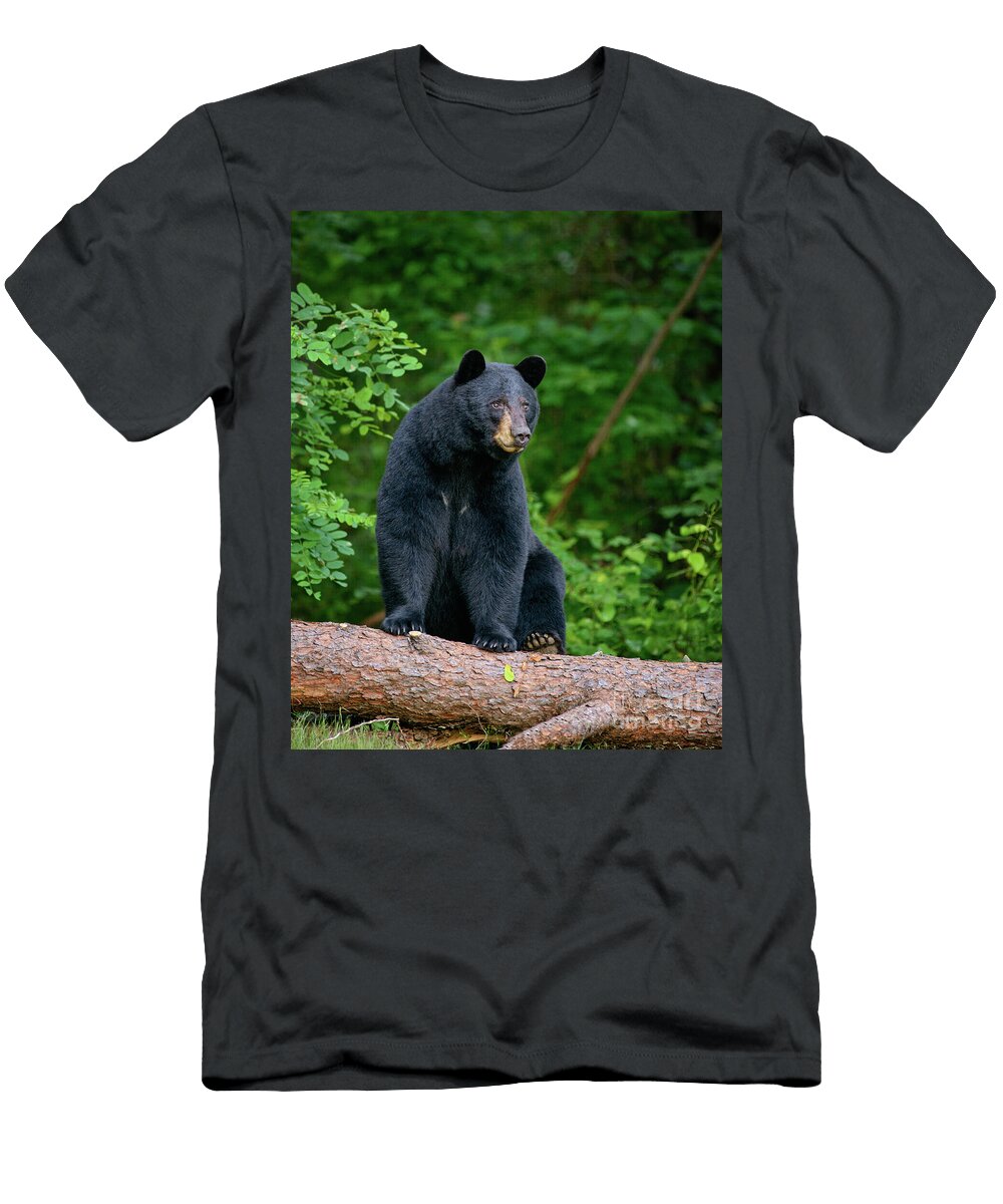 Posing Black Bear Timothy Flanigan T-Shirt