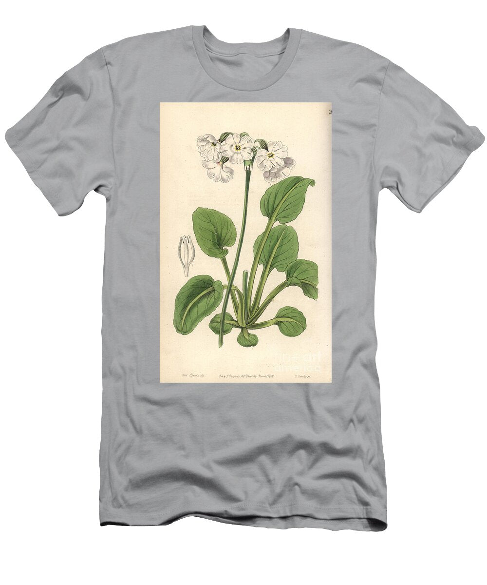 Primevere Tall Pale Primrose Primula Involucrata Captain Munros Primrose Primula Munroi European School T-Shirt
