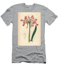 Purple Calostemma Garland Lily Calostemma Purpureum Flesh Coloured Calostemma Calostemma Carneum European School T-Shirt