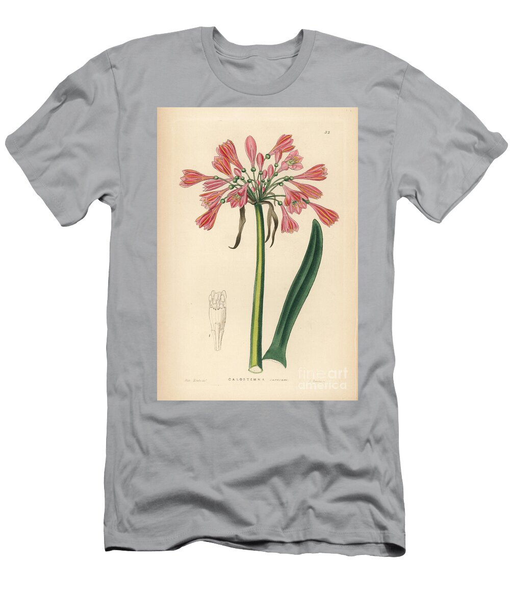 Purple Calostemma Garland Lily Calostemma Purpureum Flesh Coloured Calostemma Calostemma Carneum European School T-Shirt