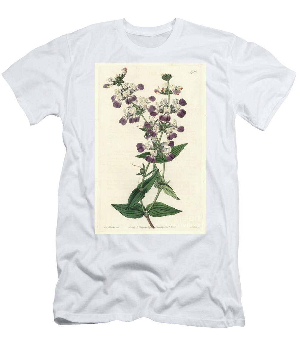 Purple Chinese Pagoda Originally From California S Sydenham Teast Edwards T-Shirt