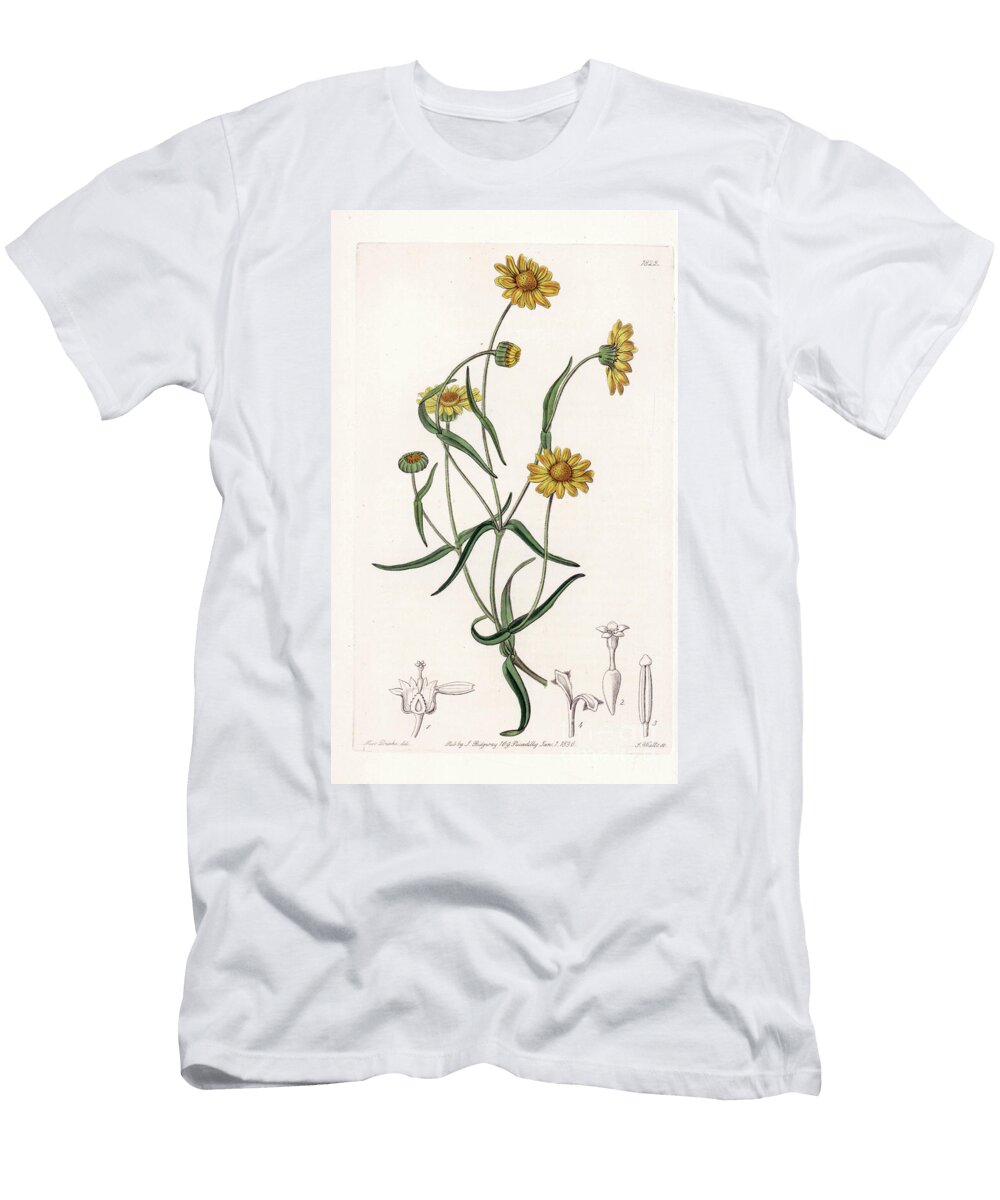Queen Daisy of California Sydenham Teast Edwards T-Shirt