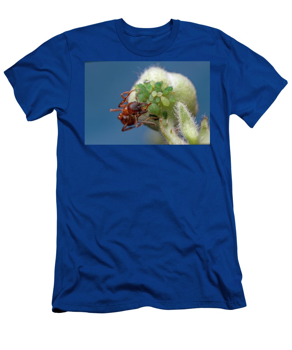 Red Ant Milking Aphids for Honeydew Lucerne Switzerland Roman Willi Natureplcom T-Shirt