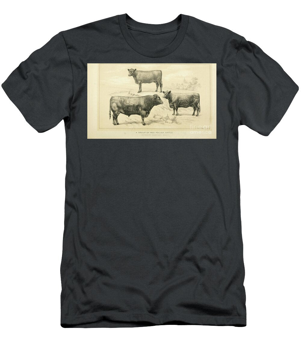 Red Polled Cattle Q1 Historic Illustrations T-Shirt