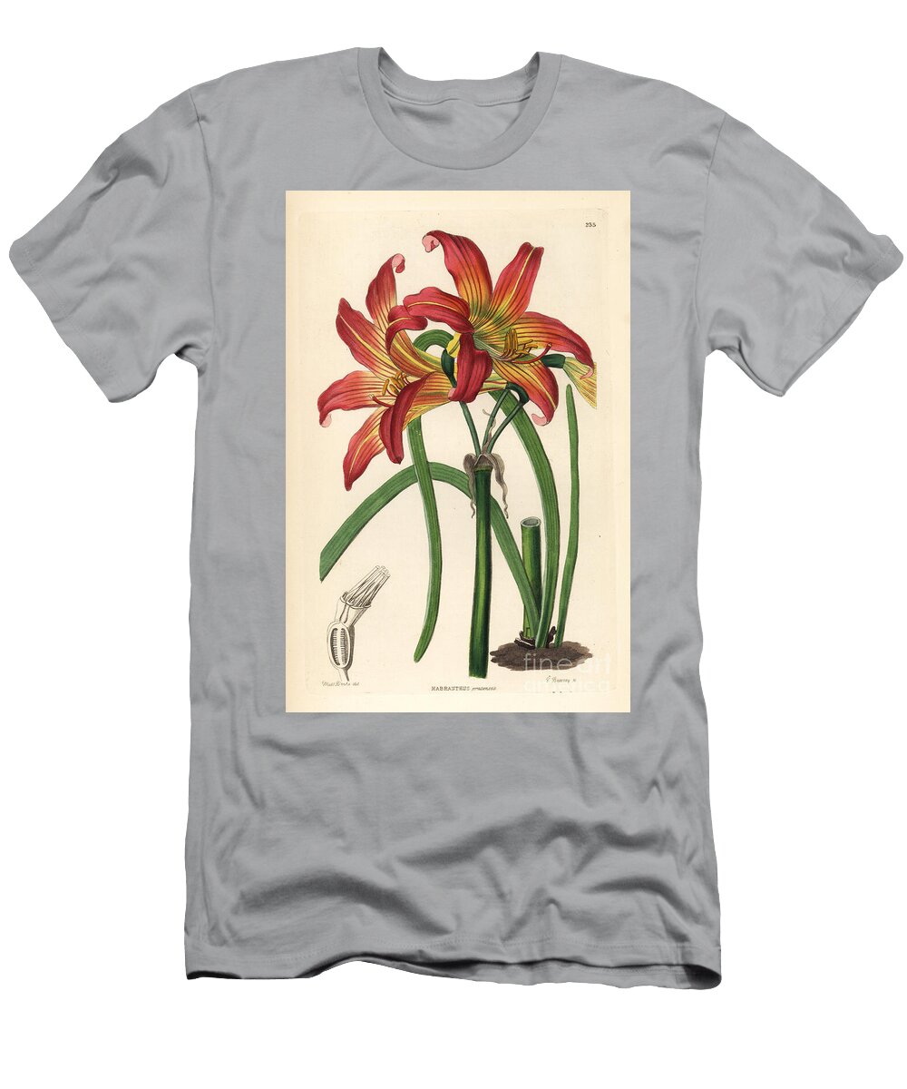 Rhodophiala Pratensis Meadow Habranth Habranthus Pratensis European School T-Shirt
