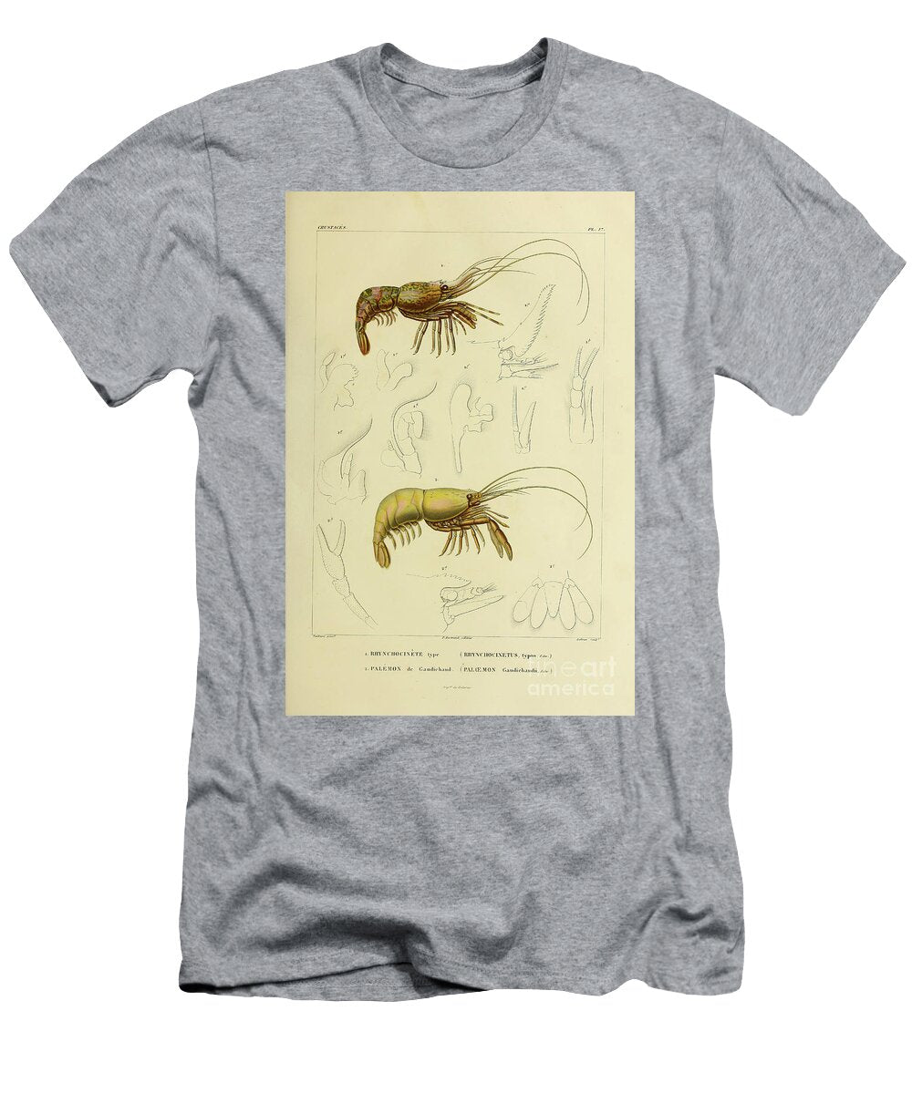 Rhynchocinete Rhynchocinetus and Palemon Paloemon B1 Historic Illustrations T-Shirt