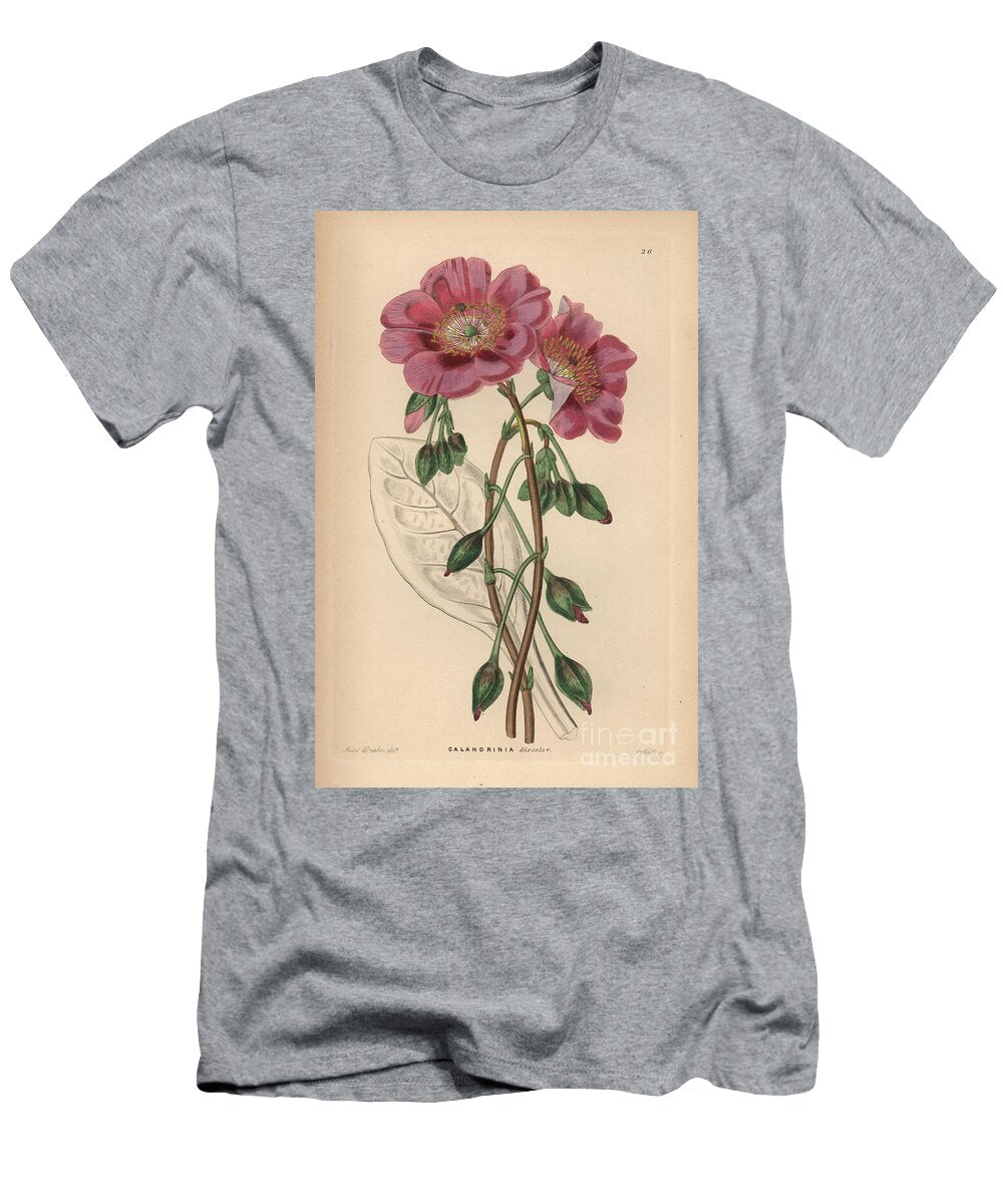 Rock Purslane Cistanthe Grandiflora Discoloured Calandrinia Calandrinia Discolor European School T-Shirt