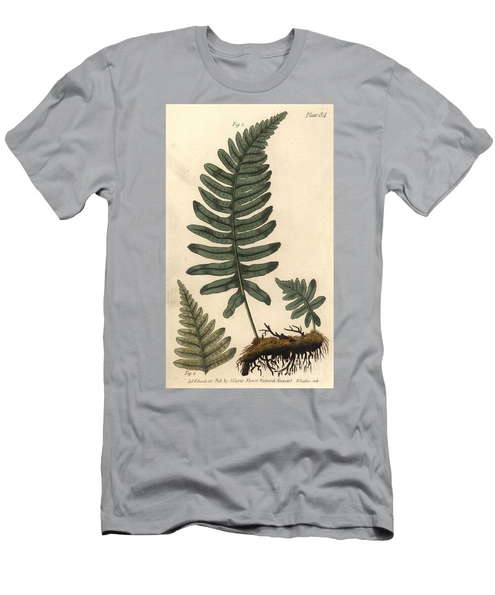 Rockcap Fern or Polypody Polypodium Vulgare Filices Sydenham Teast Edwards T-Shirt