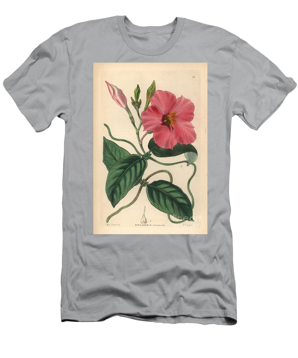 Rocktrumpet Mandevilla Martiana Knob Jointed Dipladenia Dipladenia Crassinoda European School T-Shirt