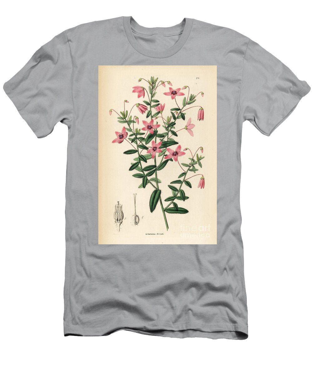 Rudbeckie Hairy Tetratheca Tetratheca Hirsuta European School T-Shirt