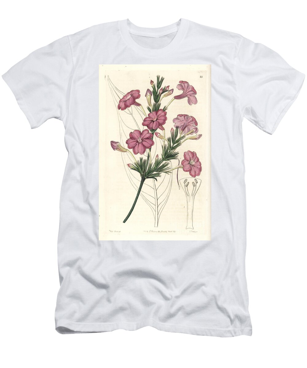 Ruellie Lilac Lilac Flowered Ruellia Ruellia Lilacina European School T-Shirt