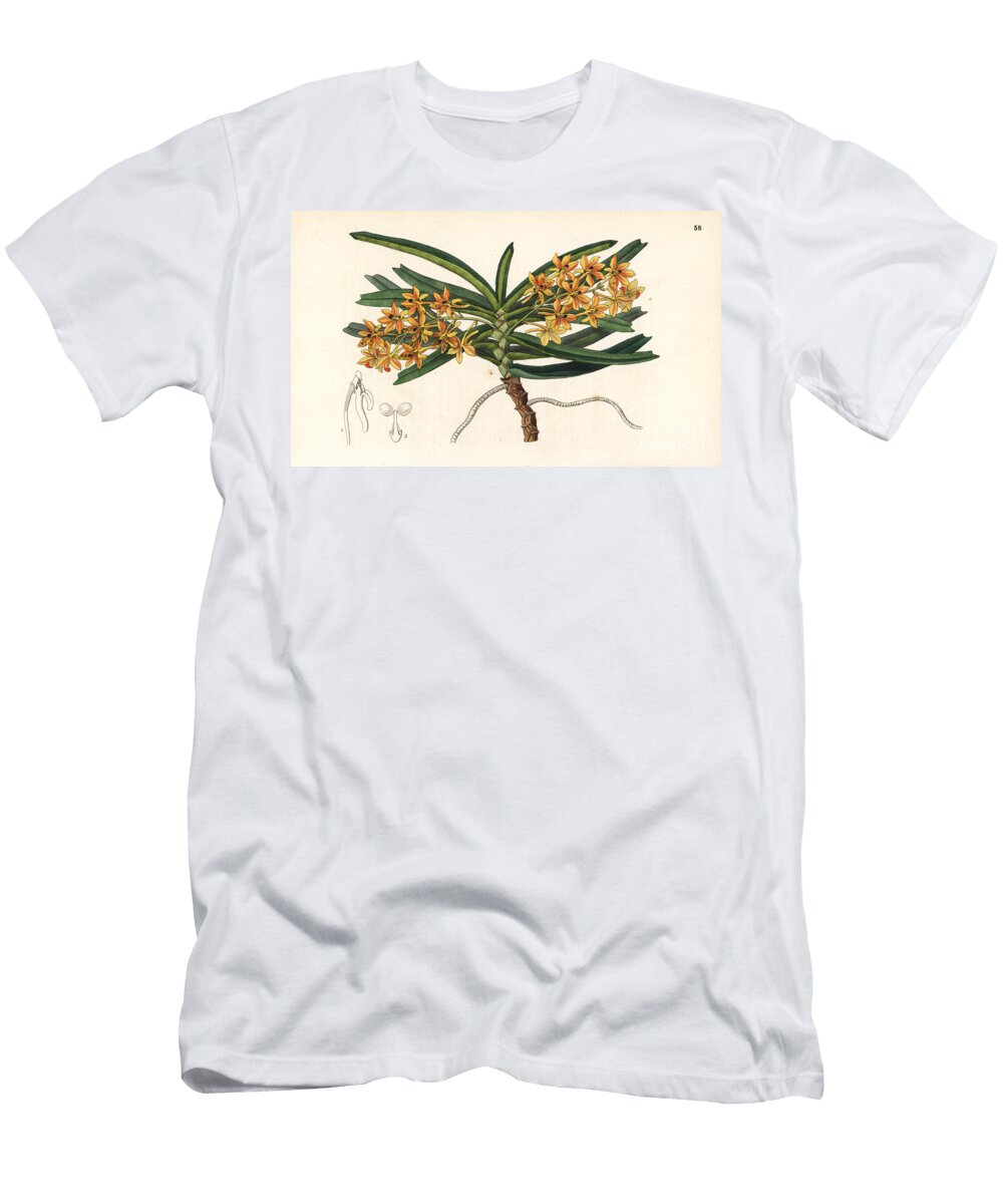 Rust Red Ascocentrum Orchid Ascocentrum Miniatum Orange Red Saccolabe Saccolabium Miniatum European School T-Shirt
