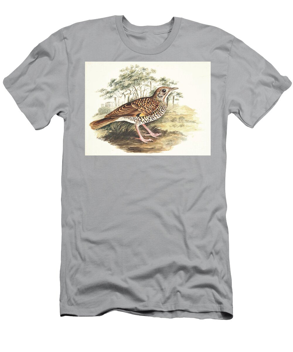 Scaly or Whites Thrush Zoothera Dauma Y1 Historic Illustrations T-Shirt