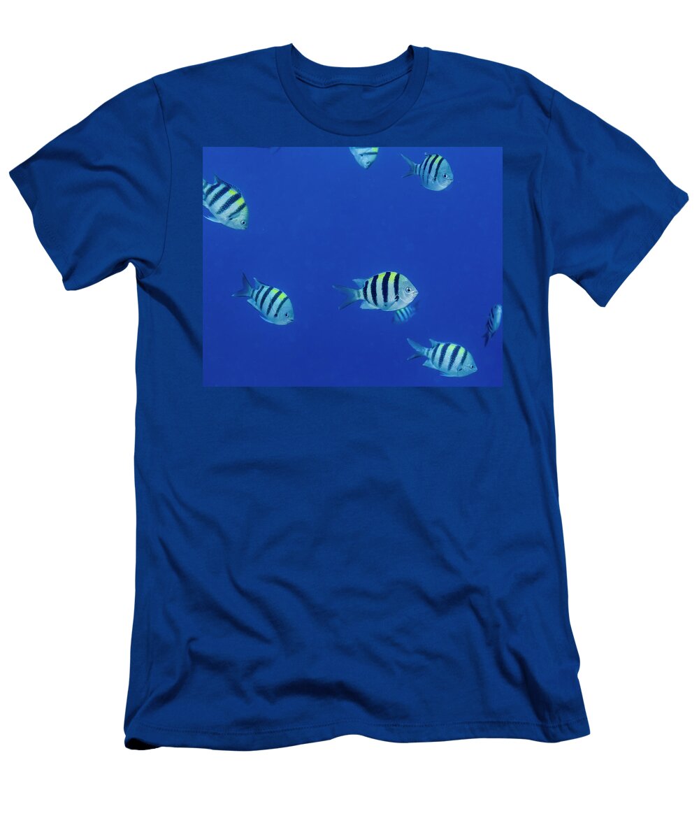 Schooling Hawaiian Sargeant Abudefduf Thomas Kline T-Shirt