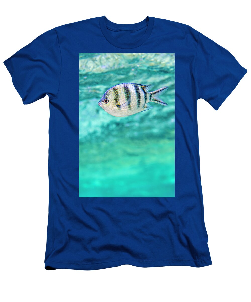 Scissortail Sergeant Swims Beneath the Surface of the Sea Alex Mustard Natureplcom T-Shirt