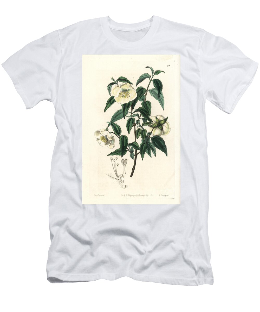 Seringa Seringat Mexican Mock Orange or Mexican Syringa Philadelphus Mexicanus European School T-Shirt