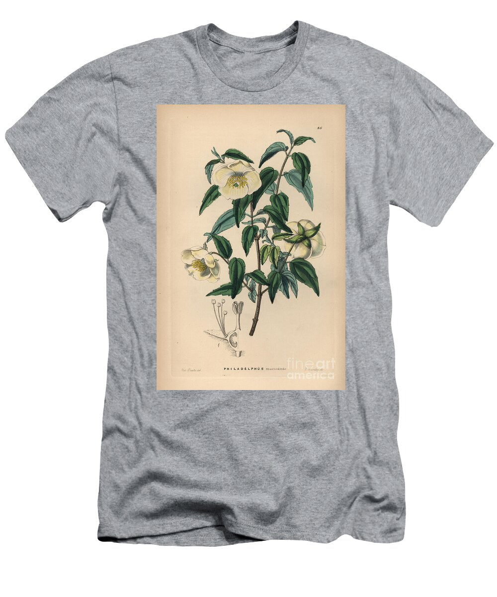 Seringat Mexican Syringa or Mock Orange Philadelphus Mexicanus European School T-Shirt