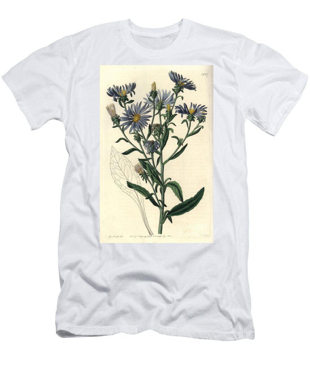 Shewy Aster Aster Spectabilis Sydenham Teast Edwards T-Shirt