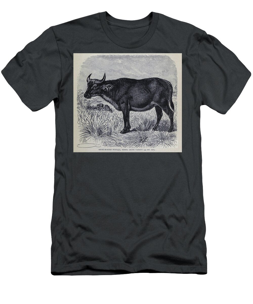 Short Horned Buffalo Sierra Leone Variety M5 Historic Illustrations T-Shirt
