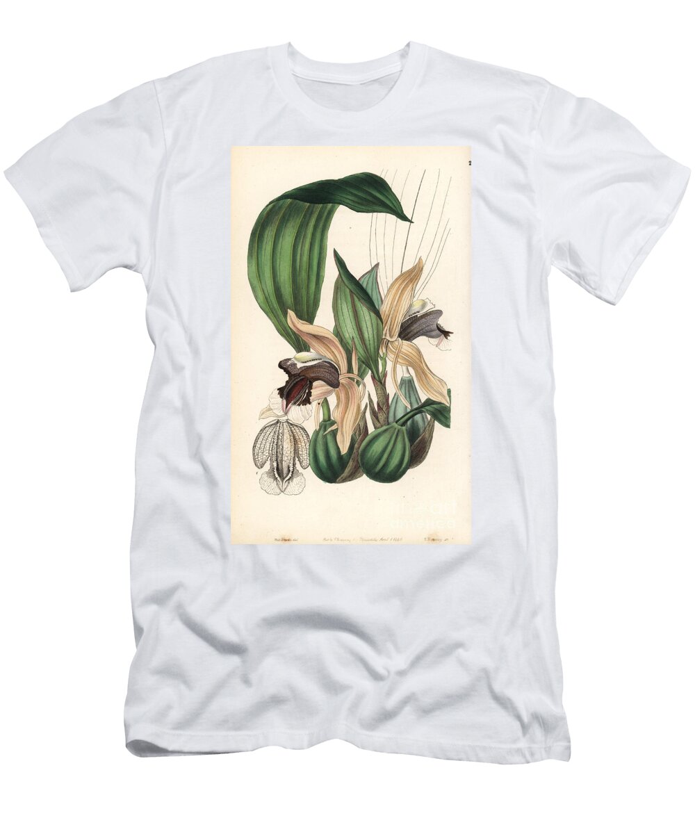 Showy Coelogyne Orchid Coelogyne Speciosa European School T-Shirt